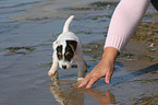 bathing Jack Russell Terrier Puppy