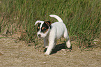 walking Jack Russell Terrier Puppy