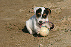 playing Jack Russell Terrier Puppy