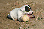 playing Jack Russell Terrier Puppy