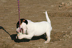 playing Jack Russell Terrier Puppy