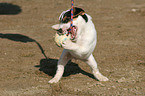 playing Jack Russell Terrier Puppy