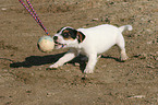 playing Jack Russell Terrier Puppy