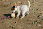 playing Jack Russell Terrier Puppy