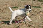 playing Jack Russell Terrier Puppy