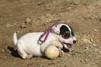 playing Jack Russell Terrier Puppy