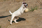 playing Jack Russell Terrier Puppy