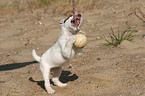 playing Jack Russell Terrier Puppy