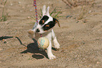 playing Jack Russell Terrier Puppy