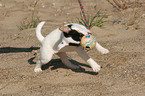 playing Jack Russell Terrier Puppy