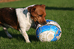 playing Jack Russell Terrier