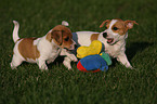 playing Jack Russell Terrier Puppies