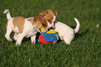 playing Jack Russell Terrier Puppies