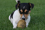 playing Jack Russell Terrier