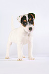 standing Jack Russell Terrier Puppy