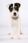 standing Jack Russell Terrier Puppy