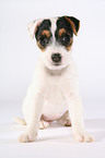 sitting Jack Russell Terrier Puppy