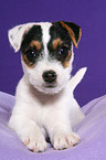 lying Jack Russell Terrier Puppy