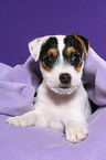 Jack Russell Terrier Puppy under blanket