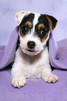 Jack Russell Terrier Puppy under blanket