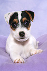 lying Jack Russell Terrier Puppy