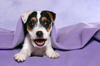 Jack Russell Terrier Puppy under blanket