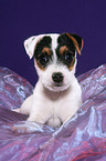 lying Jack Russell Terrier Puppy