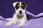 Jack Russell Terrier Puppy  under blanket