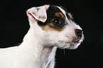 Jack Russell Terrier Puppy Portrait