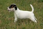 standing Jack Russell Terrier puppy