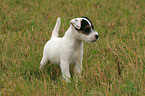 standing Jack Russell Terrier puppy