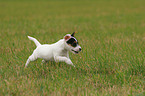 running Jack Russell Terrier puppy