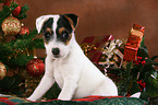 Jack Russell Terrier puppy at christmas