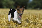 running Jack Russell Terrier