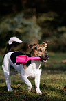 playing Jack Russell Terrier