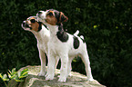 Jack Russell Terrier Puppies