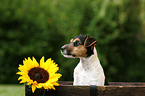 Jack Russell Terrier Puppy