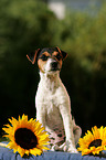 Jack Russell Terrier Puppy