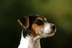 Jack Russell Terrier Puppy