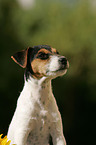 Jack Russell Terrier Puppy