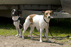 Jack Russell Terrier