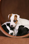 Jack Russell Terrier Puppies