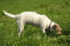 Jack Russell Terrier