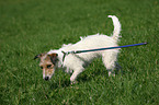 Jack Russell Terrier