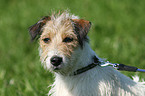 Jack Russell Terrier Portrait