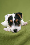 lying Jack Russell Terrier Puppy