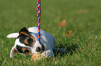 playing Jack Russell Terrier Puppy