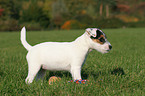 standing Jack Russell Terrier Puppy