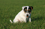 sitting Jack Russell Terrier Puppy