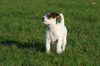 standing Jack Russell Terrier Puppy